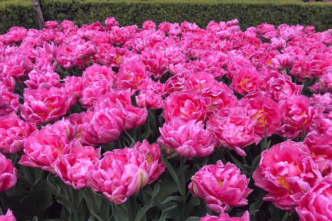 Private Tour to the Keukenhof and Tulip Fields - A private spring morning from Amsterdam