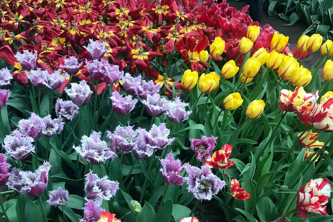 Private Tour to the Keukenhof and Tulip Fields - A coffee break at De Tulperij