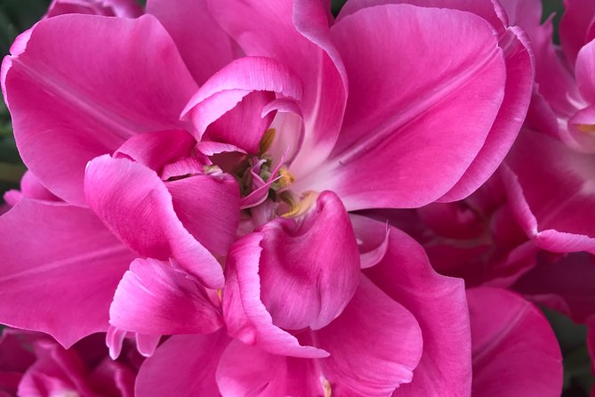 Private Tour to the Keukenhof and Tulip Fields - What the private car changes