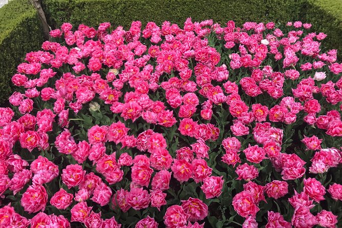 Private Tour to the Keukenhof and Tulip Fields - Price, tickets, and real value