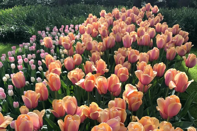 Private Tour to the Keukenhof and Tulip Fields - Timing your day without stress