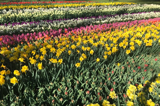 Private Tour to the Keukenhof and Tulip Fields - Aalsmeer Flower Auction before breakfast