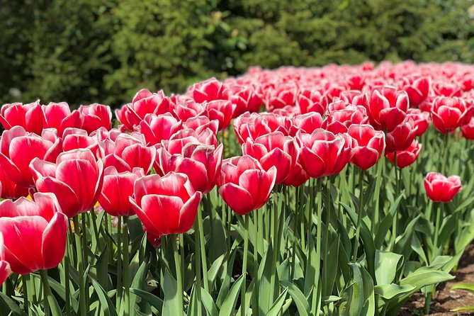 Private Tour to Windmills Zaanse Schans +Keukenhof - 7 Hours - What the private guide adds