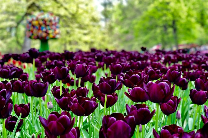 Private Tour to Windmills Zaanse Schans +Keukenhof - 7 Hours - Final decision: a strong choice for small groups