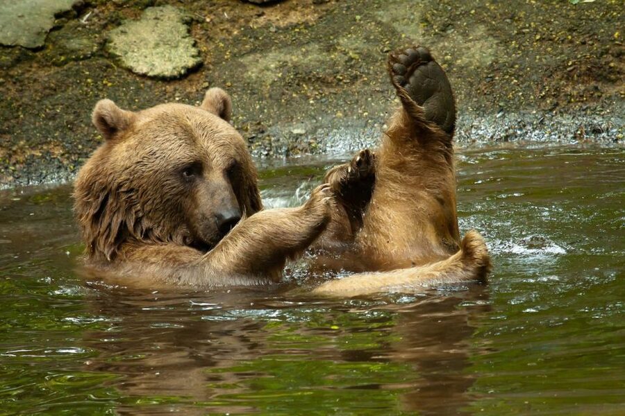 Rhenen: Ouwehands Zoo Entry Ticket - Should you book this zoo ticket?