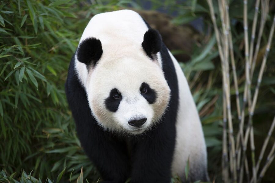 Rhenen: Ouwehands Zoo Entry Ticket - Why the panda enclosure is the main event