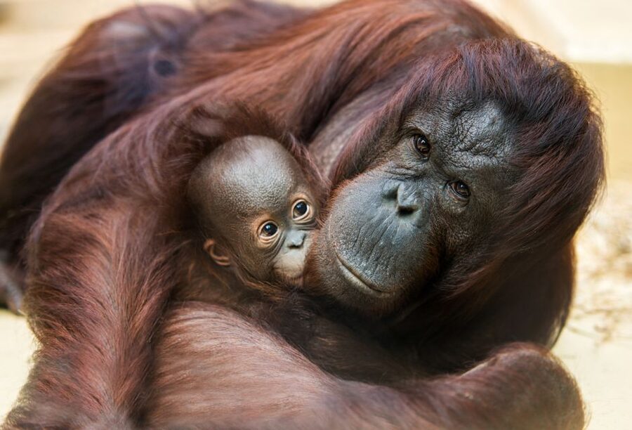 Rhenen: Ouwehands Zoo Entry Ticket - Bonobos and the animals that look familiar