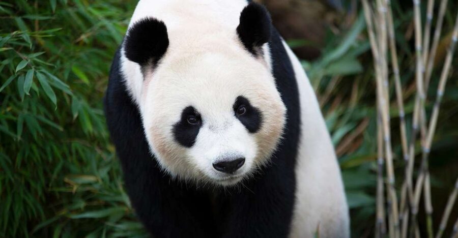 Rhenen: Ouwehands Zoo Entry Ticket - Polar bears, leopards, and red pandas
