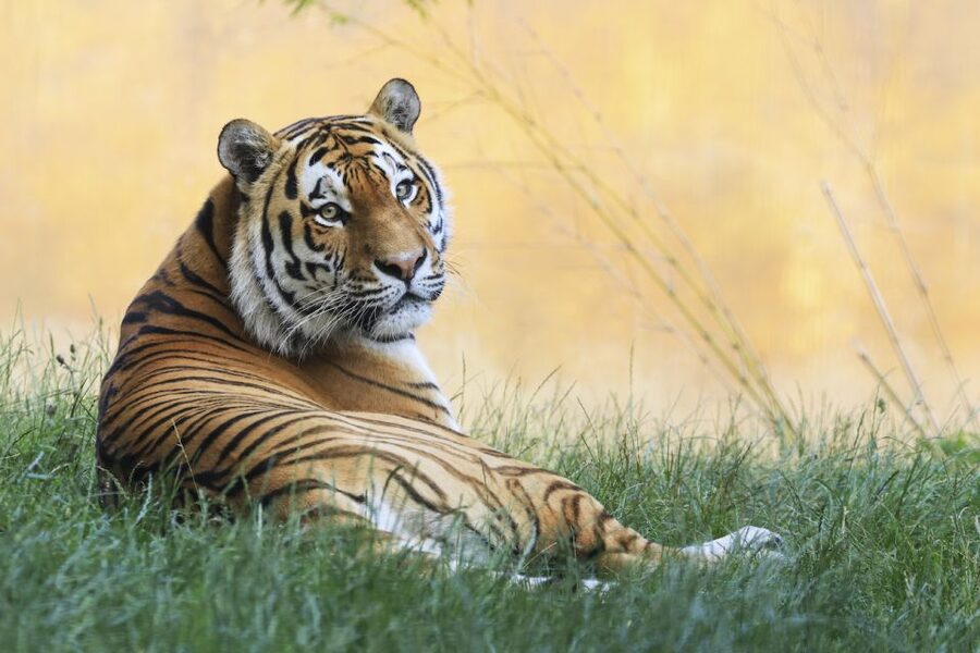 Rhenen: Ouwehands Zoo Entry Ticket - Where to take a break: the Maki lounge and jungle playground