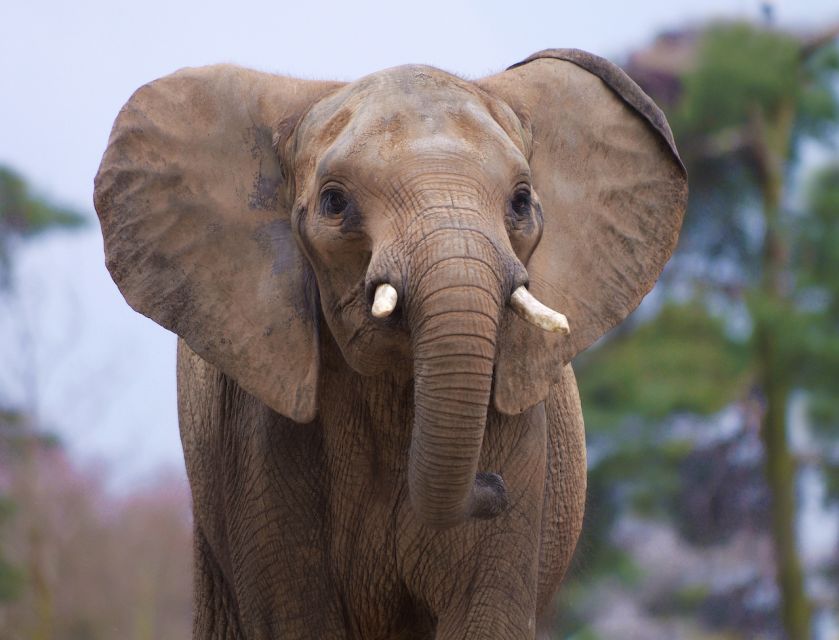 Rhenen: Ouwehands Zoo Entry Ticket - What $36 means for value