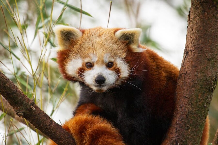 Rhenen: Ouwehands Zoo Entry Ticket - Practical planning for your day