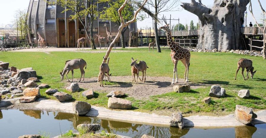 Rotterdam: Rotterdam Zoo Blijdorp Entry Ticket - Taman Indah Makes Asia Weather-Friendly
