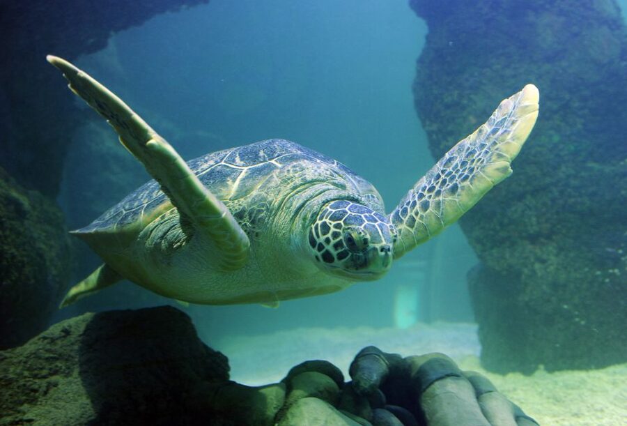 Scheveningen, The Hague: Sea Life Entry Ticket - Key points to know before you go