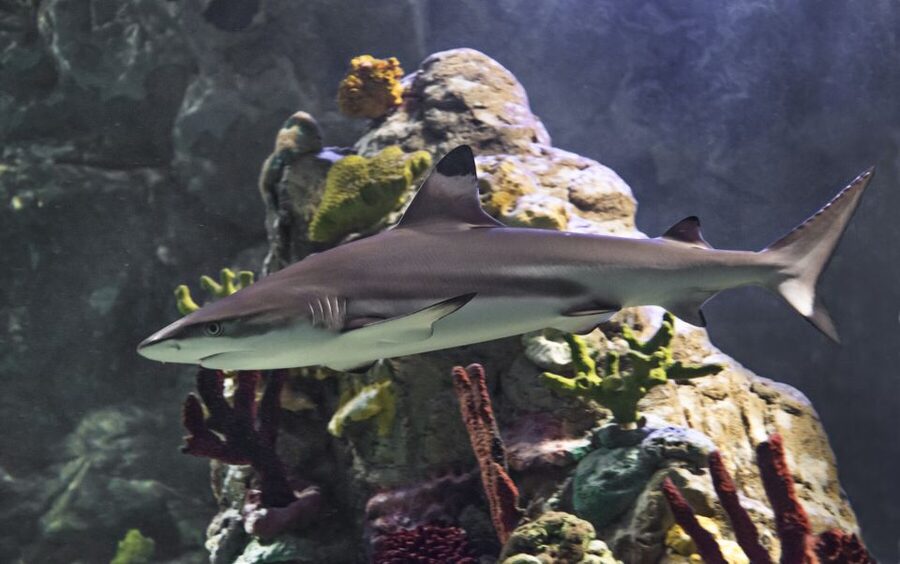 Scheveningen, The Hague: Sea Life Entry Ticket - The underwater tunnel is the visual highlight