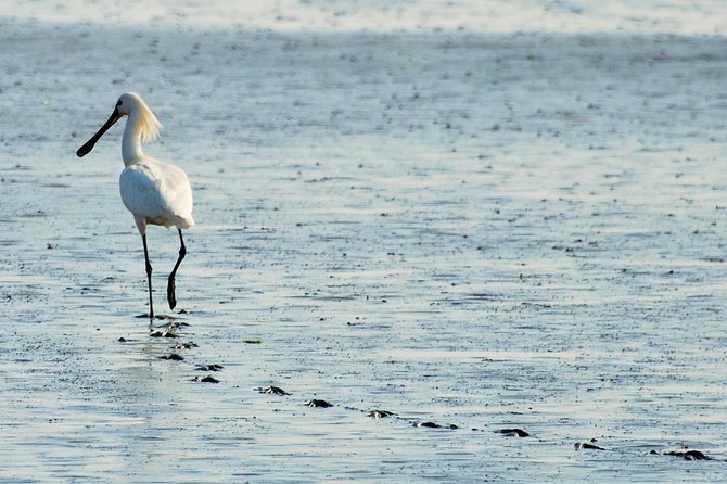 Seal Safari at UNESCO Site Waddensea from Amsterdam - The Wadden Sea boat trip and seal search