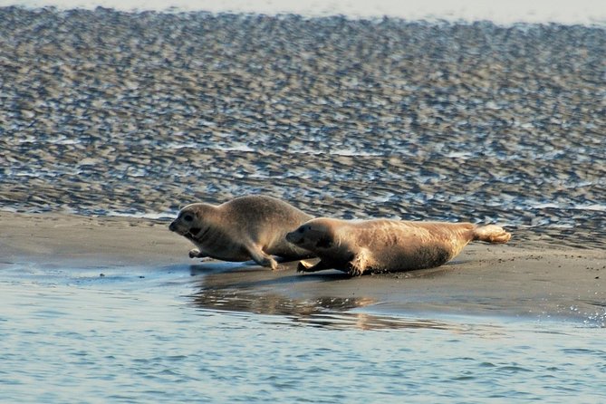 Seal Safari at UNESCO Site Waddensea from Amsterdam - Meals, timing, and simple preparation