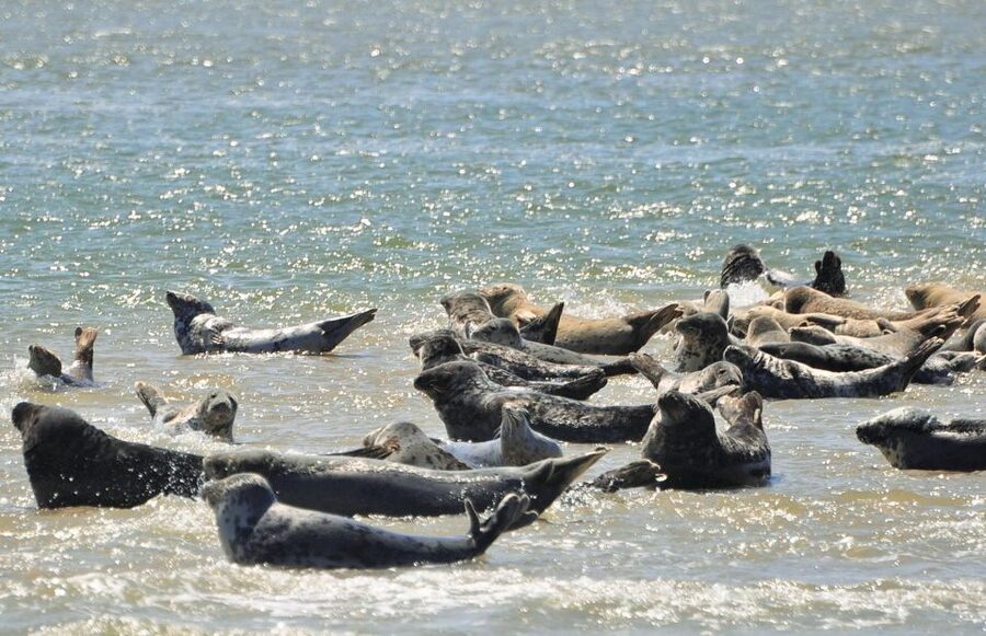 Small group full day island tour to Texel from Amsterdam - Should you book the Texel tour?