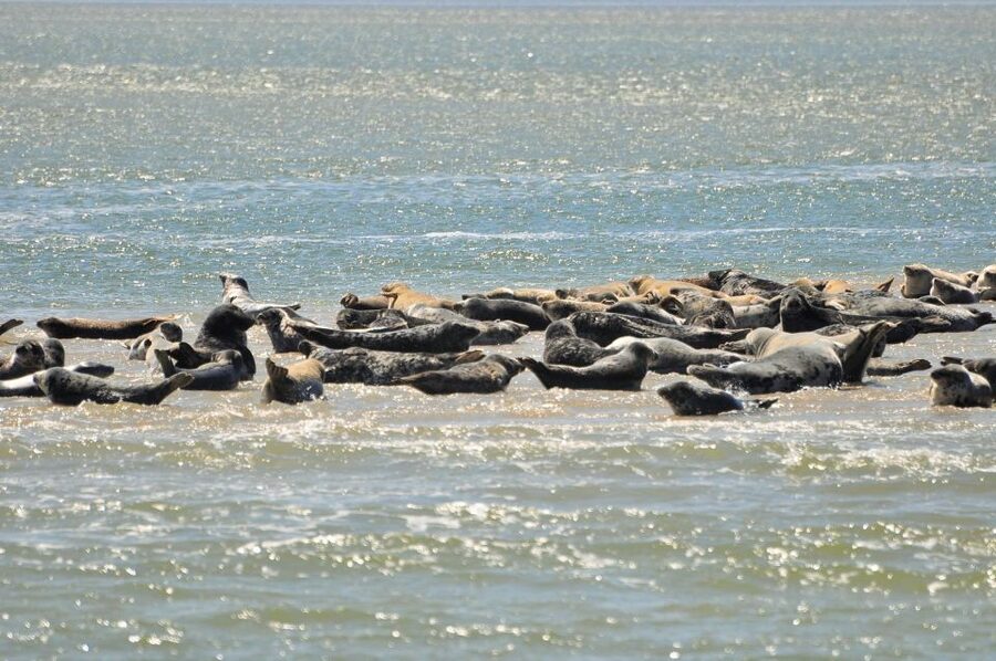Small group full day island tour to Texel from Amsterdam - Who will enjoy this Texel day trip?