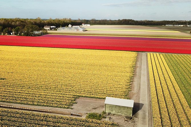Tulip Fields near Keukenhof - Self-Drive Audio Tour for 2 People - The farm stop: 45 minutes at De Tulperij