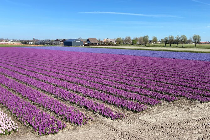 Tulip Fields near Keukenhof - Self-Drive Audio Tour for 2 People - How the bloom season affects the view