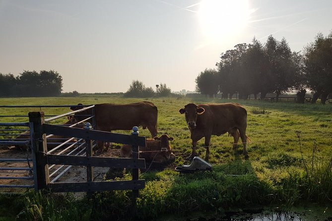 Zaanse Schans and Volendam Private Tour – Clogs, Cheese and More - Volendam: harbor views, fish, and a useful lunch stop